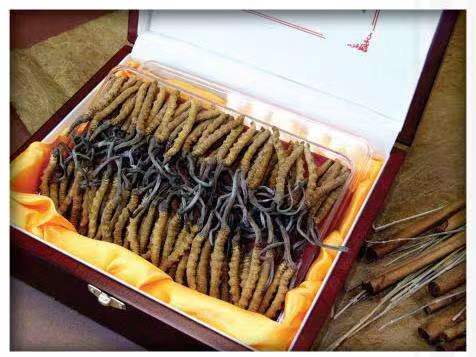 会同冬虫夏草回收